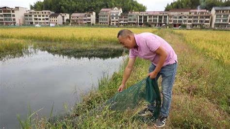 温州文成：“稻虾共养”一田双收，铺就绿色致富路-新闻中心-温州网