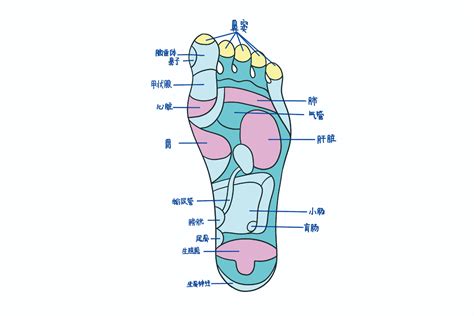 胰腺后背反射区图图片