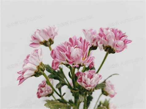 紫色菊花花束素材图片免费下载-千库网