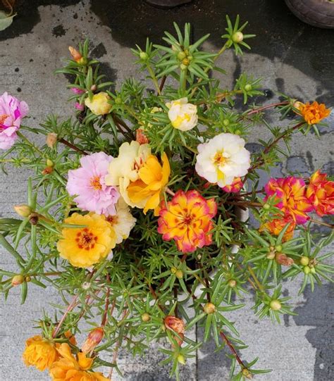 夏天养以下这8种不怕晒的花，大太阳也非常美-花卉百科-绿宝园林网