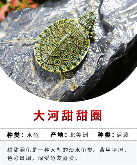 甜甜圈龟怎么养 甜甜圈龟的饲养方法_知秀网