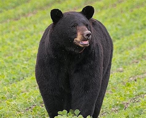 太难了！美国一只黑熊穿越4州行走600多公里，只为求偶_热点 _ 文汇网