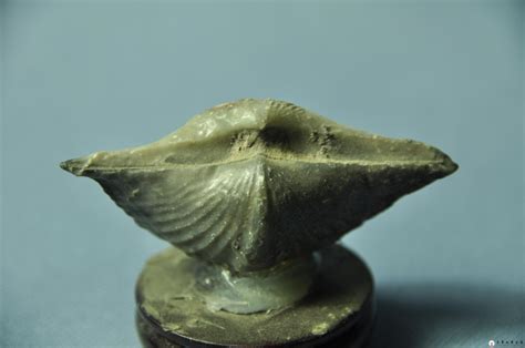 鸟山石燕（1712~1788）是日本江户时代著名的妖怪画师|鸟山|石燕|妖怪_新浪新闻