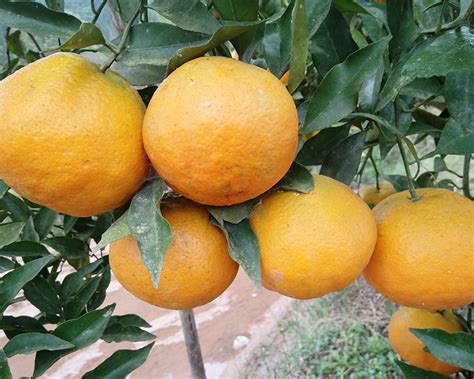 柑橘品种大全_柑橘新品种有哪些_最好的柑橘品种推荐-柑桔人管家