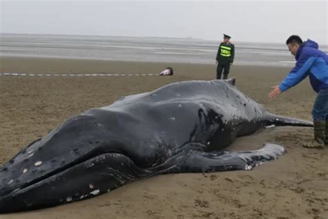 为什么鲸鱼搁浅后会死亡：鲸鱼为什么不伤害人类_小狼观天下