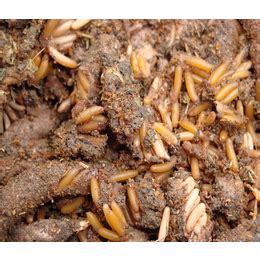 人工养殖金蝉的方法 - 农敢网