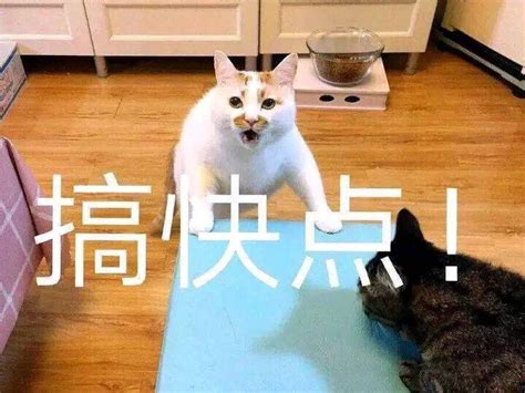 猫咪住在猫别墅里好吗,猫别墅和猫笼子哪个好,猫咪适应猫别墅(第13页)_大山谷图库