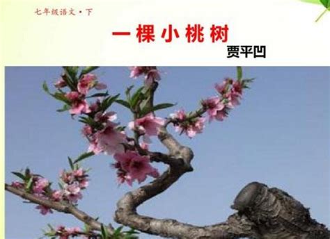 初中语文部编《一棵小桃树》精品公开课教案教学设计 - 知乎