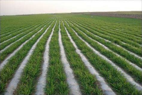 小麦如何灌溉-冬小麦灌溉应该选择什么样的灌溉方式？