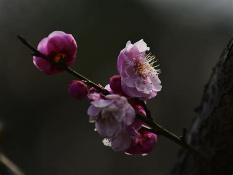 早春赏花季开启！南京古林公园梅花盛放