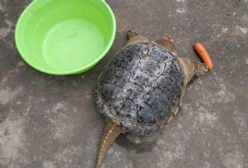 村民野外捡到19斤乌龟 林业局工作人员：外来入侵物种 不宜放生|村民|野外-社会资讯-川北在线