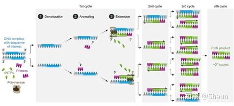 一种全基因组多态性SSR分子标记的筛选方法与流程
