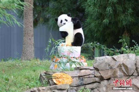 旅美大熊猫宝宝迎来一周岁生日：蛋糕庆生|文章|中国国家地理网