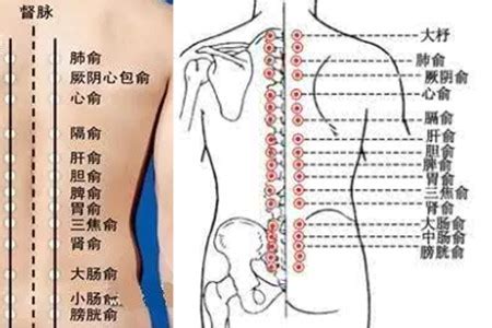 背部骨头图解大全图片 背部骨头图解大全图片