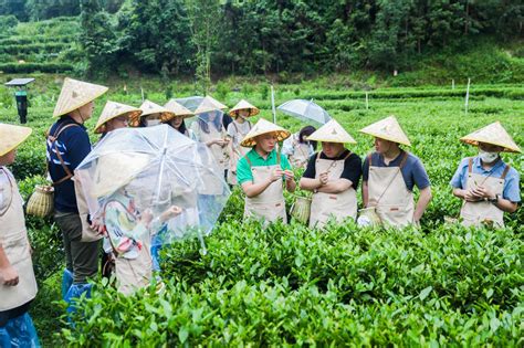 茶树变“致富树” 海伦堡全产业链帮扶模式破题乡村振兴
