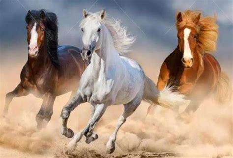 雷磁售后客服电话_雷磁ph计售后服务电话 雷磁售后客服电话_雷磁ph计售后服务电话（雷磁厂家售后电话） 磁力资讯