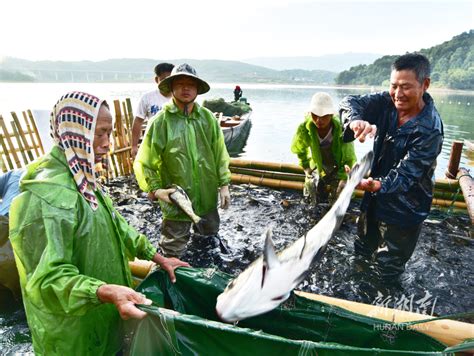 生态养殖 渔民增收 - 资讯 - 新湖南