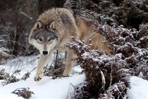 养狼人模仿狼的吼叫声，令他惊奇的是，狼群居然作出了回应！_新浪新闻