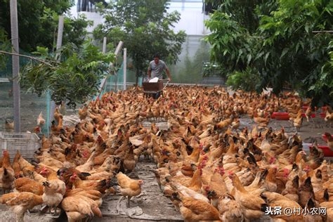 在农村家禽养殖场拍摄的高清图片下载-正版图片505544530-摄图网