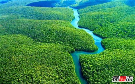 亚马逊河5大最危险的动物！|亚马逊|亚马逊河|寄生_新浪新闻