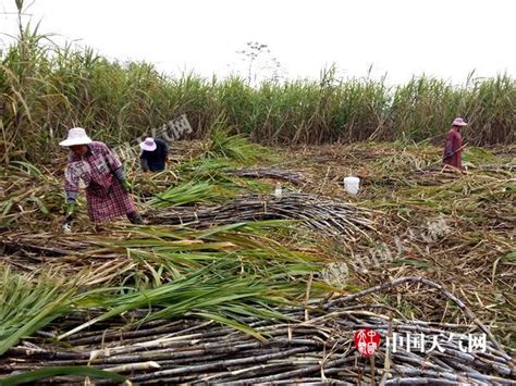 江州区蔗农砍收甘蔗忙-广西高清图片-中国天气网