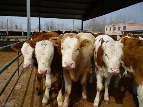绿色牧场养殖畜牧业乳业畜牧PPT模板下载_红动中国