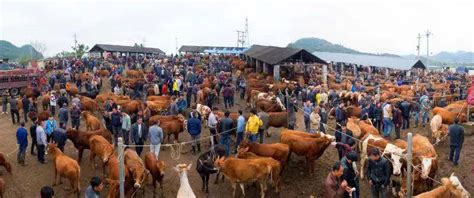 年交易量逾5万头 乾州牛市很牛 - 焦点图 - 湖南在线 - 华声在线