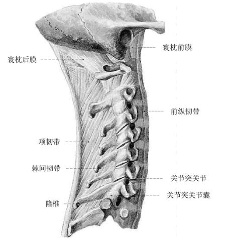 棘上韧带位置图图片