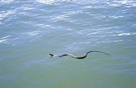 梦见水蛇在水里游是什么意思预兆 - 原版周公解梦大全