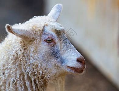 羊头的做法_羊头怎么做好吃_羊头的家常做法大全【美食杰】