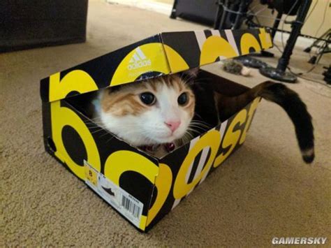 猫为什么喜欢睡纸箱？科学家解释：可能为了躲开你 - 360娱乐，你开心就好