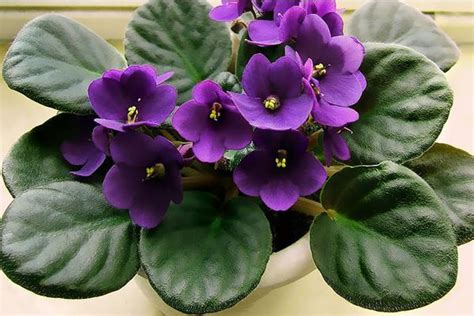 紫罗兰是哪个季节的花 —【发财农业网】
