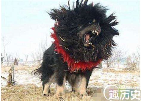 世界十大最凶猛的狗: 藏獒只排第六, 第一名发起疯主人也咬死