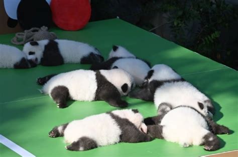 中国保护大熊猫研究中心新生熊猫宝宝集体亮相_国内新闻_环球网