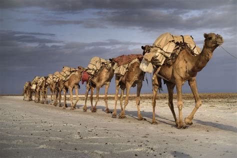 沙漠上的骆驼商队图片-行走的骆驼商队素材-高清图片-摄影照片-寻图免费打包下载