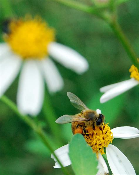 梦见蜜蜂是什么预兆 梦见蜜蜂是什么预兆？？