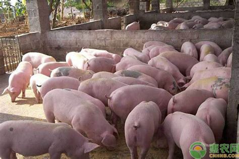国内养殖较多的猪品种其特点介绍 - 惠农网