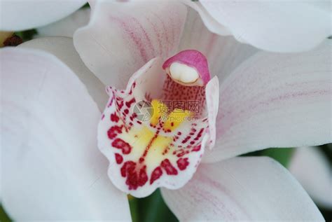 粉红兰花(特写)高清图片下载-正版图片320301520-摄图网