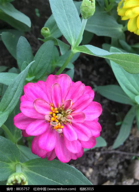 [百日菊]百日菊种子图片_价格_种植方法-花园植物-藤本月季网