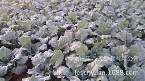 西兰花种子日本进口原包装坂田公司耐寒西兰花种子青花菜种子-阿里巴巴