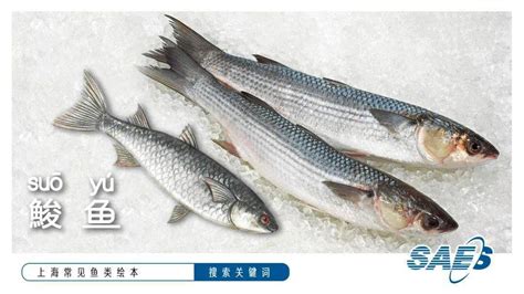 各种淡水鱼的图片,40种鱼类名字及图片,淡水小杂鱼图片及名称_大山谷图库