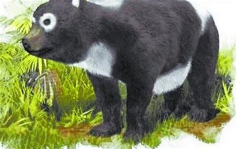 国宝大熊猫的祖先你知道吗？它竟是可怕的肉食动物