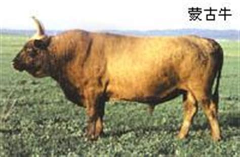 中国最早何时有了驯化的牛，这一点已经无从考证了……