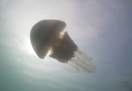 海滩现巨型水母 14种最美水母排行榜(3)_排行榜123网