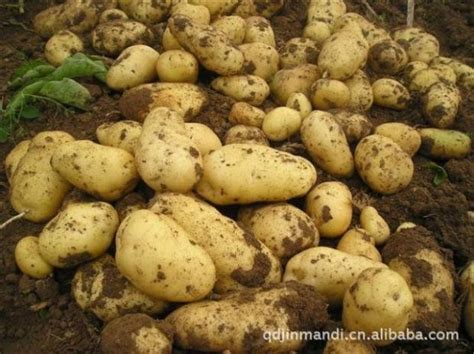 4月18日甘肃定西土豆会坚稳到出货结束 - 蔬菜行情 - 绿果网