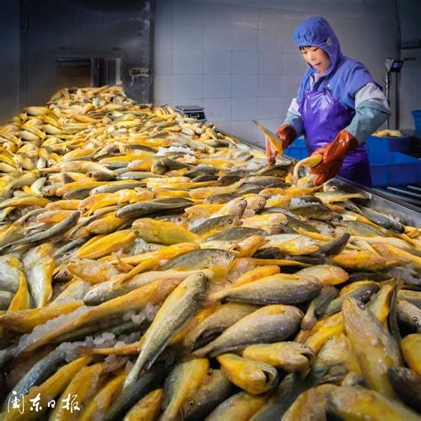 30年难遇！宁波渔民捕捞2450公斤大黄鱼，生态环境是如何变__财经头条