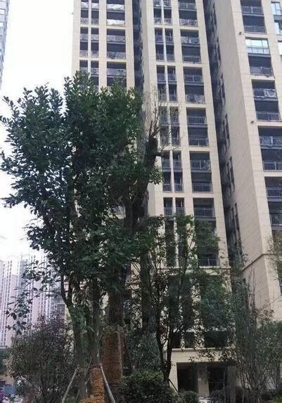 圣鑫城·财智公馆地下车位火爆销售-岳阳房地产信息网