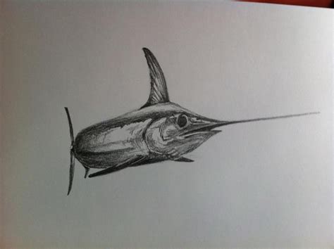 胎生鱼红剑鱼新手鱼易养活易繁殖观赏鱼小型热带鱼红箭球高鳍红箭-阿里巴巴