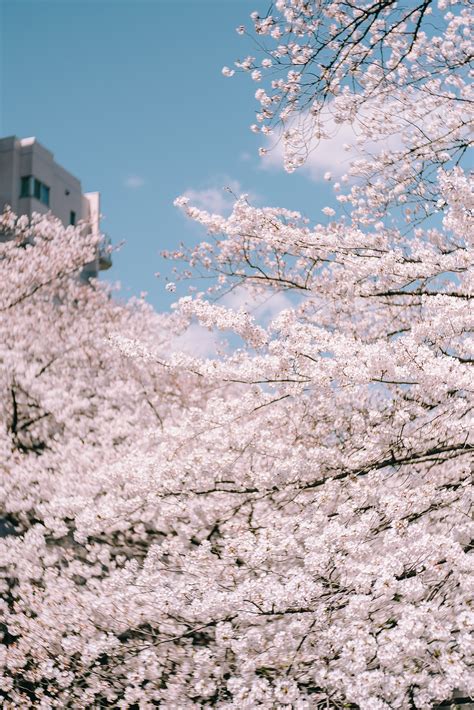 日本樱花图片