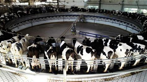 蒙牛中国乳业产业园助力内蒙古奶业高质量发展|内蒙古|中国乳业|奶业_新浪新闻